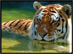 Kąpiel, Tygrys, Rzeka