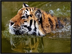 Kąpiel, Tygrys, Woda