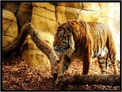 Tygrys, Kłody