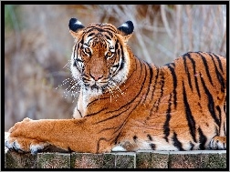 Tygrys, Kot