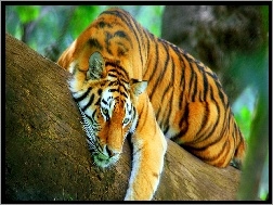 Odpoczynek, Tygrys, Drzewo