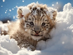 Tygrys, Młody, Śnieg