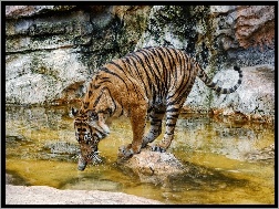 Woda, Tygrys, Skały