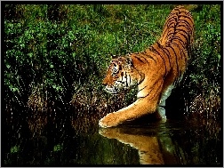 Zarośla, Tygrys, Woda