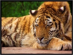 Zieleń, Tygrys, Odpoczynek