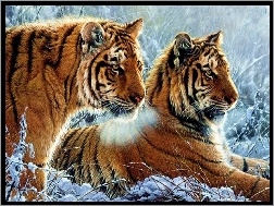 Śnieg, Tygrysy, Zima