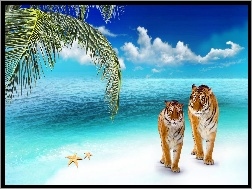 Tygrysy, Plaża, Ocean, Palma