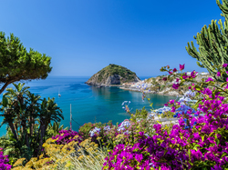 Roślinność, Zatoka Neapolitańska, Kwiaty, Wybrzeże, Wyspa Ischia, Włochy, Morze Tyrreńskie