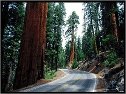 Sekwoje, Kalifornia, Drzewa, Droga, Park Narodowy Sekwoi, Stany Zjednoczone, Zakręt