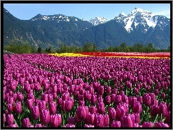 Góry, Uprawa, Tulipanów