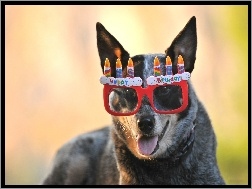 Urodziny, Czerwone, Pies, Okulary
