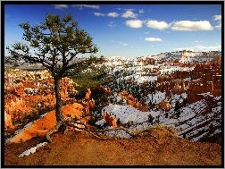 Śnieg, Kanion, Utah, Drzewo