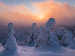 Rezerwat przyrody Valtavaara, Zaśnieżone, Drzewa, Laponia, Finlandia, Mgła, Zima, Wschód słońca