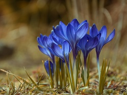 Tło w rozmyciu, Krokusy niebieskie, Kwiaty, Kępka