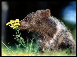 Niedźwiedź wąchający kwiatek
