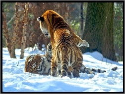 Walczące, Tygrysy