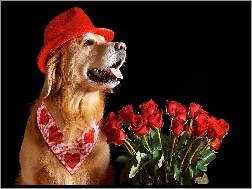 Golden Retriever, Róże, Czerwone, Piesek, Walentynki
