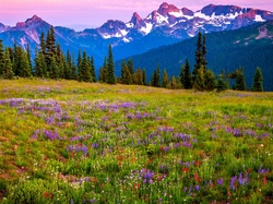 Stany Zjednoczone, Łąka, Stan Waszyngton, Stratowulkan Mount Rainier, Kwiaty, Góry, Park Narodowy Mount Rainier