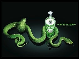 Wąż, Absolut, Wódka, Zielony
