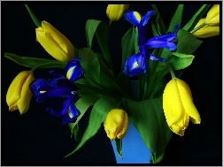 Wazon, Irysy, Tulipany, Żółte, Niebieski