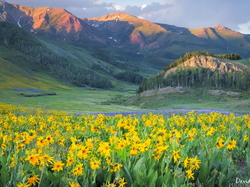West Elk Mountains, Lasy, Wzgórze, Dolina, Kwiaty, Kolorado, Stany Zjednoczone, Drzewa, Góry, Żółte