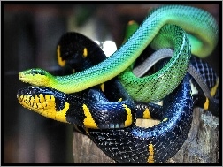 Żółty, Zielony, Węże, Granatowo