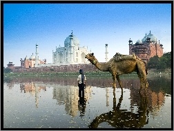 Indie, Wielbłąd, Agra