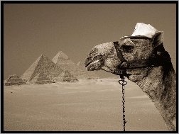 Pustynia, Wielbłąd, Piramidy