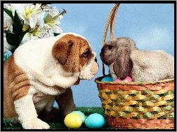 zajączek, Wielkanoc, Pies