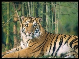 Wielki, Tygrys