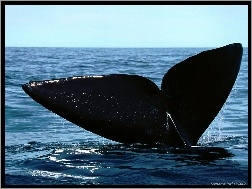 Wieloryby, Płetwa