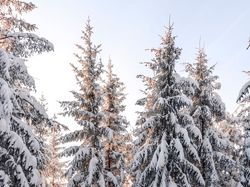 Śnieg, Świerk, Drzewa