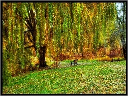 Ławka, Wierzba, Płacząca