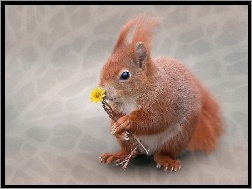 Wiewiórka, Kwiatek
