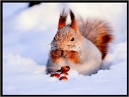 Wiewiórka, Śnieg