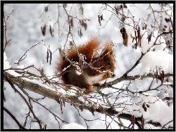 Wiewiórka, Zima
