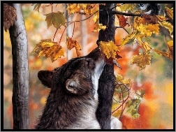 Wilk, Drzewa, Jesień, Liście
