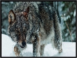 Wilk, Śnieg