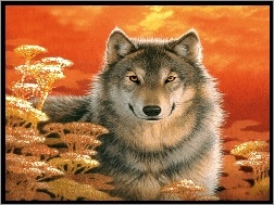 Słońca, Wilk, Zachód