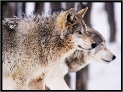 Wilki