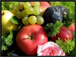 Winogrona, Gruszka, Jabłka, Owoce, Śliwki