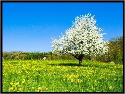 Wiosna, Drzewo, Kwiat, Łąka, Las