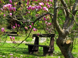 Wiosna, Drzewo, Park, Ławka, Magnolia
