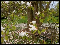 Ławeczka, Biała, Park, Wiosna, Magnolia