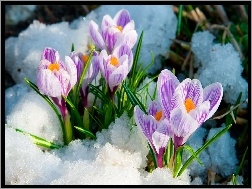 Wiosna, Krokusy, Fioletowe, Biało, Śnieg