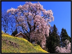 Drzewa, Wiosna, Kwitnące