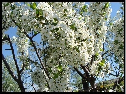 Drzewo, Wiosna, Kwitnące