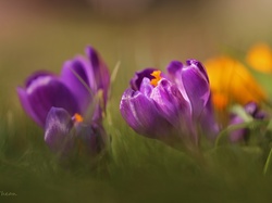 Wiosna, Krokus, Fioletowy, Kwiat