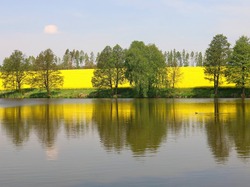 Jezioro, Drzewa, Rzepak, Wiosna
