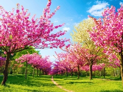 Wiosna, Drzewa, Kwitnące, Ścieżka